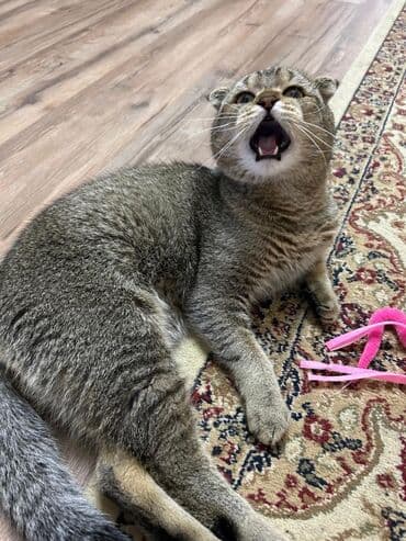 британская шиншилла: Шиншилла, Самец, Для вязки — 3