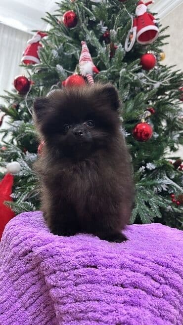 it aliram: Şpitz, 3 ay, Dişi, Peyvəndli, Ünvandan götürmə — 1