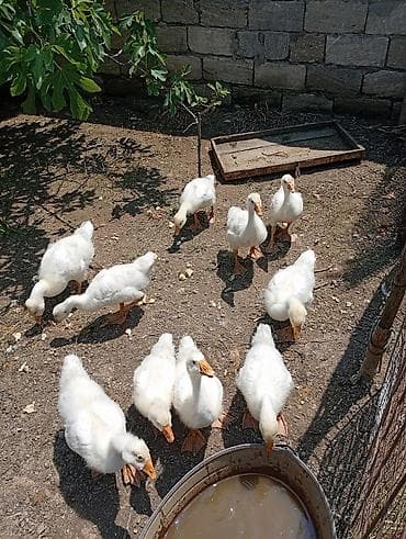 balaca ev itleri: Ay yarımlıq baxımlı qazlar. 10 dənədir. Ünvan: Maştağa (vişnyovka) — 1