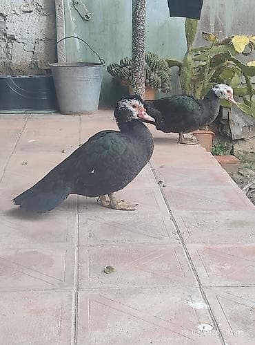 Quşlar: Musk ördəkləri (indoutka) – 2 ədəddi .ərkey dişiliyini bulmirəm.8 — 4