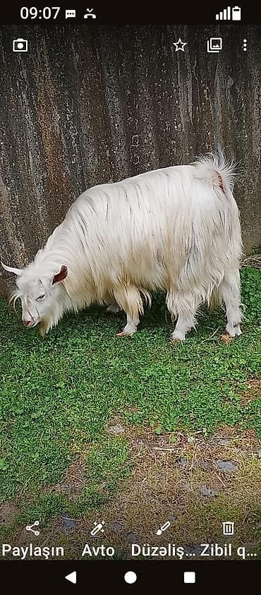 balaca dana: Zaqatalada qurbanlıq ücuntoxlular qoçlar və birdə görduyunuzkeçilər — 2