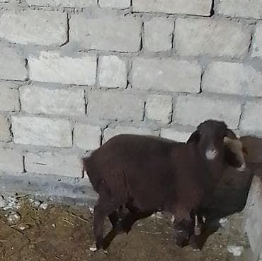 hissar qoyunu: Salam erkəy əmliy quzudu istəyən olsa diri çəkisi 13 manatlada verərəm — 3