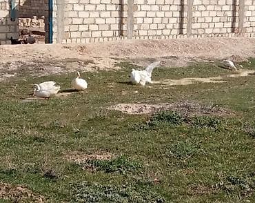 Gəmiricilər: Çin qazları – damazlıq sürü Məhsul təsviri: - Növ: Çin (Swan/Chinese) — 4