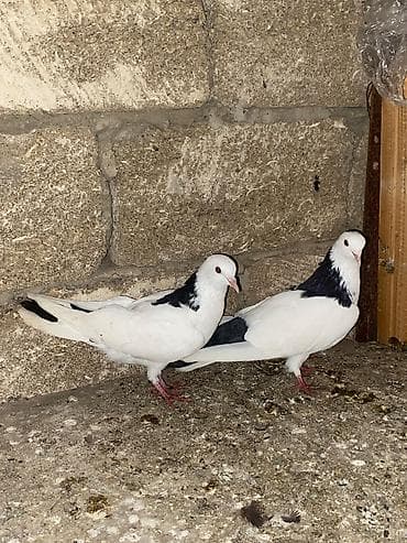 ma: Salam cut deyller ancag bri erkeydi bri maya — 1