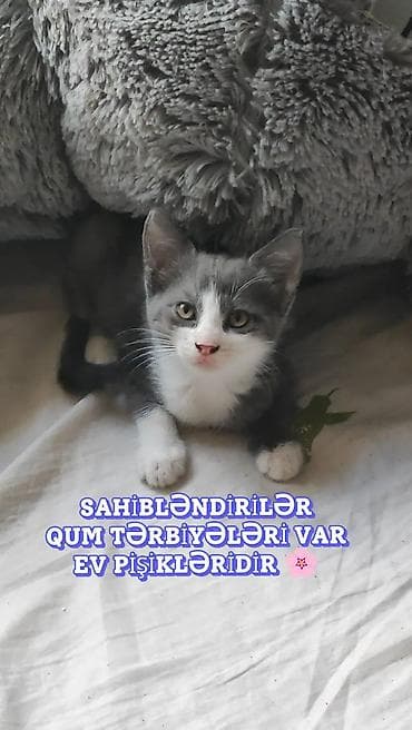 heyvan mal: Dişi, Erkək, Yaxşı əllərə, Ünvandan götürmə — 1