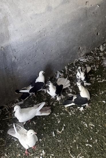 göyərçinlər: Quwlar satilir heresinin oz qiymeti var,hamisi hundur uzun enli — 4