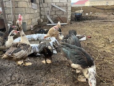 Коровы, быки: Самка, | Lal ordek, Для разведения, Самовывоз — 3