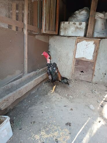 cins ineklerin qiymeti: Heyratilar satilir tergidirem deye ne heyvanim var hamsini satiram her — 4