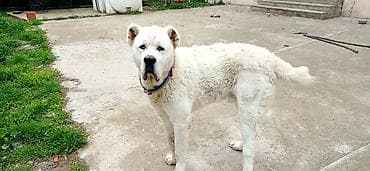 ev iti ucuz: Alabay, 8 ay, Erkek, Ünvandan götürmə — 6