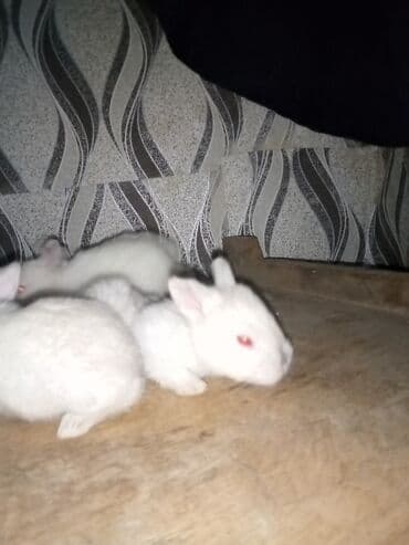 Куры: Ağ tüklü dovşan balaları.anasi atasi hamsi biryerde satilir.anasi — 6