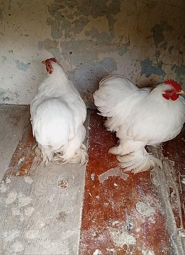 Toyuqlar: Toyuq, Damazlıq — 1