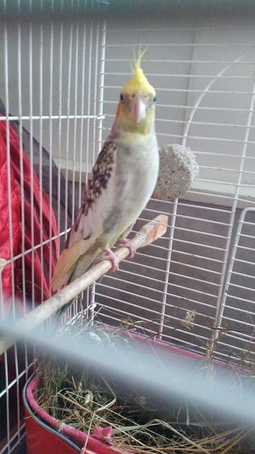 Daraq panellər: Bu papuqaya dişisini axtariram kim pay verirsə aliram Nymph — 2