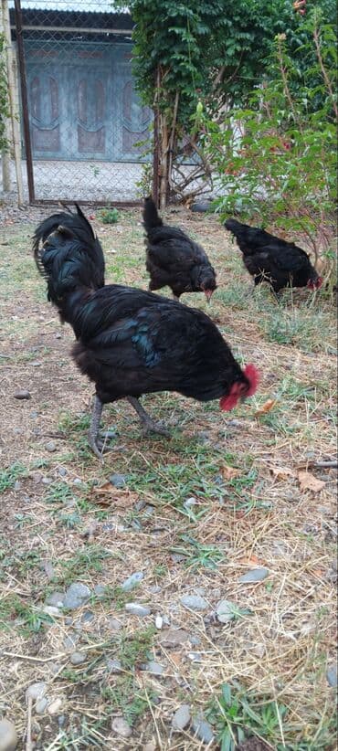 pişik satışı ucuz: Avstralop tek xrozu 30 manat 1 yaşi var — 3