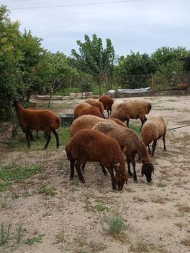 en ucuz uce: Salam öz heyvanlarımdı yaxşı saxlanmalı heyvanlardı damazdığdı ümumi — 6