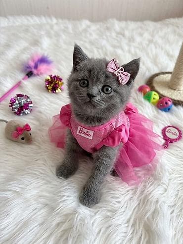 korpe usaq geyimleri: British disi erkek 110 azn — 1