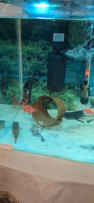 akvarium isiqlari: Akvaryum komplekti - Şüşə akvaryum: düzbucaqlı forma, qalın şüşə — 7