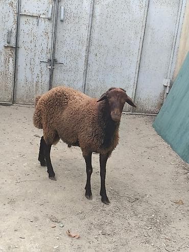 qoyun sortlari: Satılan məhsul qoyundur. Tünd qəhvəyi rəngli, orta-böyük bədən — 5