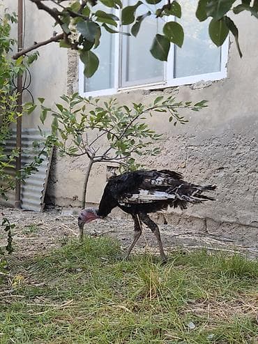 danisan qus: Erkək, Kanada, Damazlıq, Ödənişli çatdırılma — 5