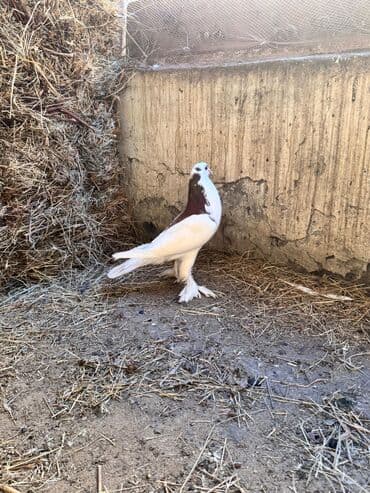 ucuz goyərcinlər: Məhsul: Qanadlı ev heyvanı – saqqallı, lələkləri ayaqlı bəzəkli — 3