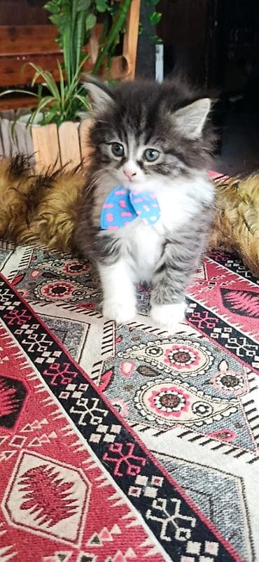 где продаются котята: Шиншилла, Самец, Самка — 4