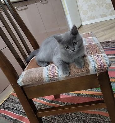 Британская, Самка — 4