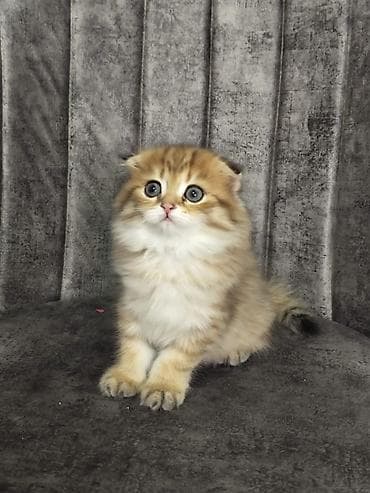 Şotland yastı qulaq lalafo.az -da Şotland yastı qulaq