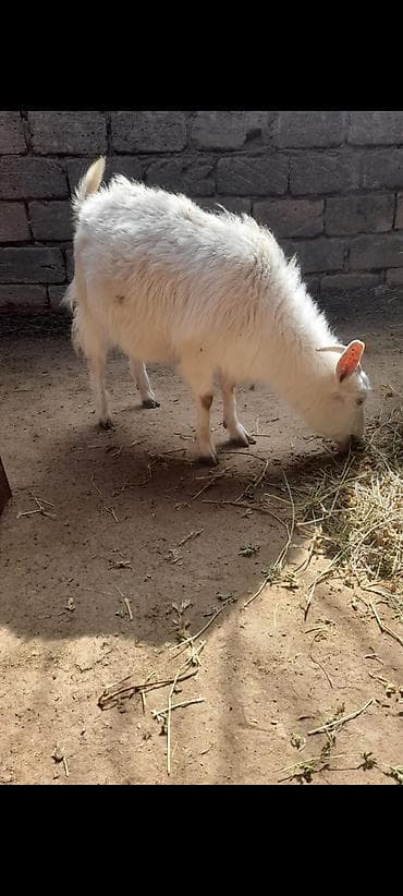 Dişidir boğazdır 1 yaşi var real alıcılar zəng etsin qiymet 250