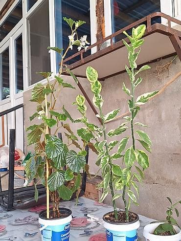 drasena bitkisi: Böyük qapalı bitki və sükulent dəsti - Begonia maculata (benekli — 8