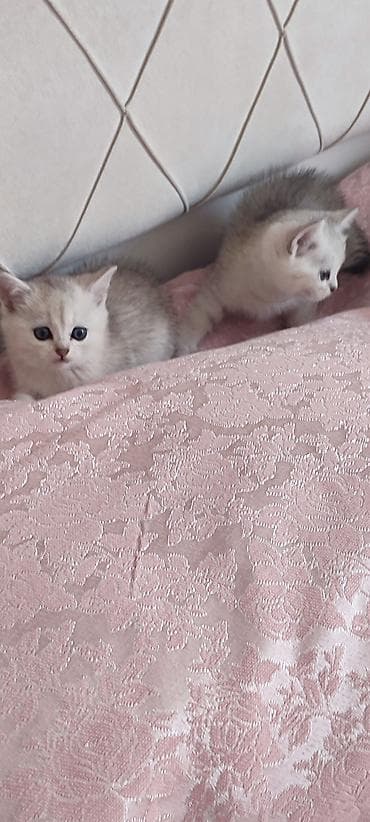 шиншилла британская: Золотая шиншилла, Самец, В добрые руки — 8