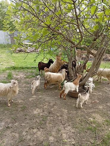 sanen kecileri: Salam 7 ana 7 bala. 3_4 qarin doğmuş keçilərdir.real alıcıya yerinde — 2