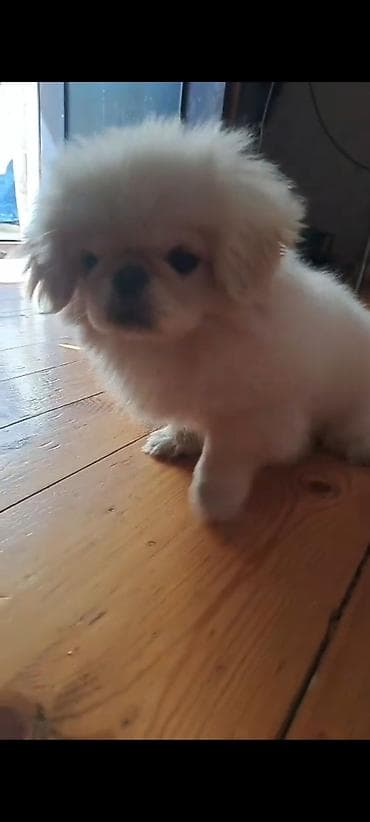 it sahiblendirilir: Pekines, 4 ay, Erkek, Peyvəndli, Ünvandan götürmə, Pulsuz çatdırılma, Ödənişli çatdırılma — 2