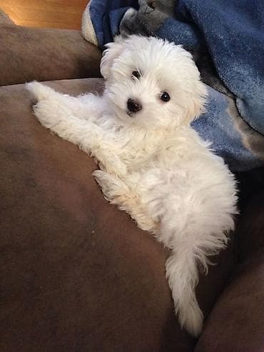 golden balası: Pudel, 2 ay — 2