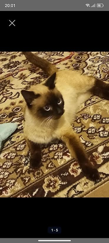 pişik yuvası: Siam, Dişi, Ünvandan götürmə — 1