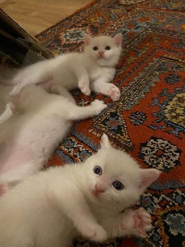 sahiblenme: Britan — 5