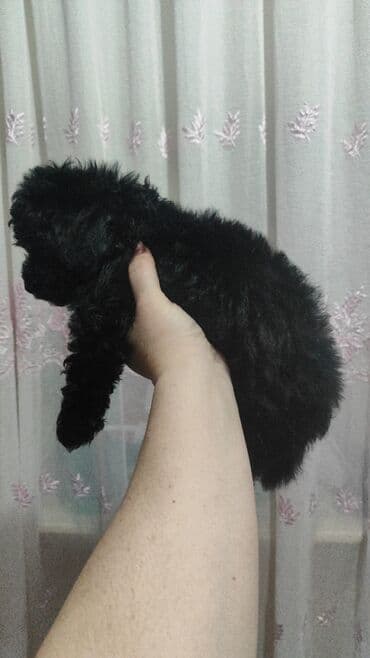 Pişiklər: Pudel, 2 ay — 3