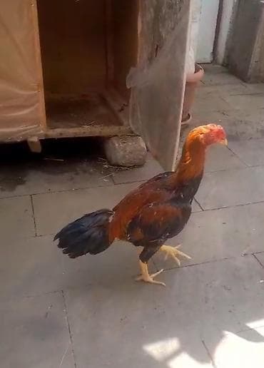 heyreti xoruz: Salam yapon cinsi olan heyratı becə satıram 9 aylıqdır hündür ağır — 3