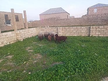 qoyunun disleri: Qoyun sürüsü – ana qoyunlar və quzu - Fotoşəkillərdə göstərilən — 2