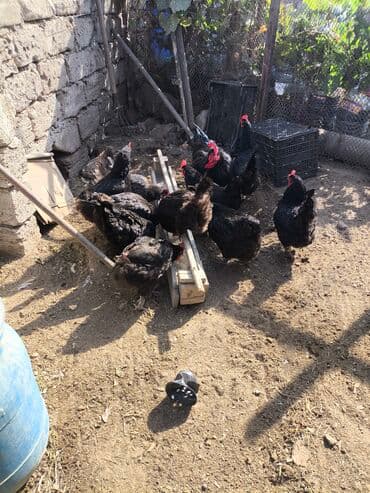 arpa bugda: Toyuq, Damazlıq — 7