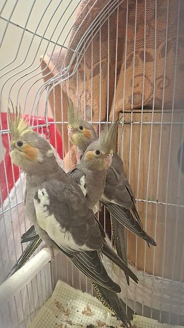 qus sesleri: Nimfa (cockatiel) – sarı rəngli, yanaqlarında narıncı ləkələri olan — 3