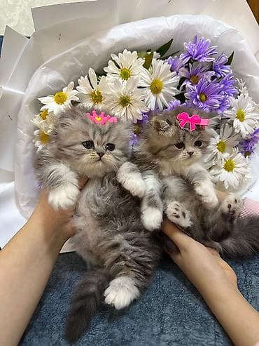 pişik satisi 2019: Dişi, Yaxşı əllərə — 2