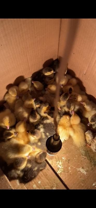 yer pompasi: Bütün növ quşlaq üçün — 4