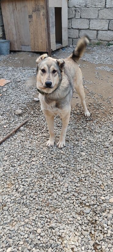 it pitpul: Dişi — 2