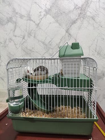 Ağ və boz rəngli 2 xamyak (cunqarik) satılır. Çox gözəl və şirindilər