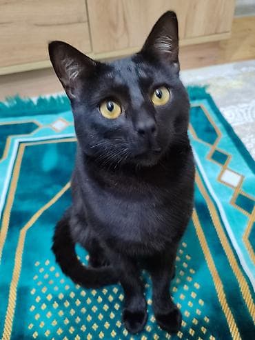 pişik etibarlı əllərə verilir: Sahiblendirilir. 1yaşındadı adı Pota. öz pişiyimdi evdə qardaşı da var — 5