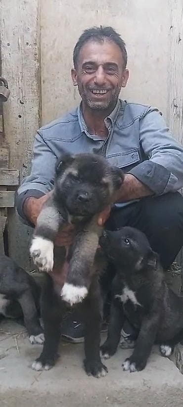 heyvanlar: Kanqal, 2 ay, Erkek, Peyvəndli, Rayonlara çatdırılma, Ünvandan götürmə, Ödənişli çatdırılma — 4