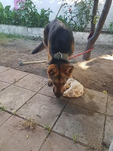 kangal itleri: Alman çoban iti, 2 ay, Dişi, Peyvəndli, Ödənişli çatdırılma — 2