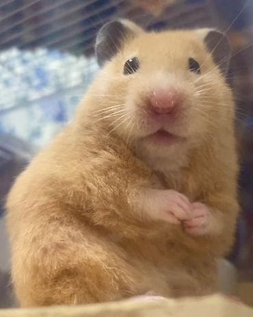 pomeranian spitz satilir: Syrian xamyak - Növ: Syrian (qızılı) xamyak - Rəng: Açıq qızılı/tünd — 1