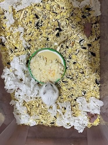 xamyak nedir: Cırtdan hamsterlər – damazlıqdan - Növ: cırtdan (dwarf) hamsterlər - — 2