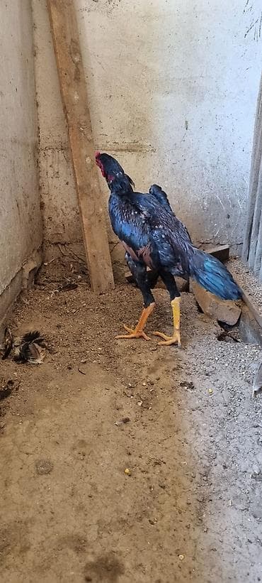 qus: Heyratı Chu Şhamo. Yanvarda çıxıb, 4 kq-a yaxın Çəkisi Var — 2