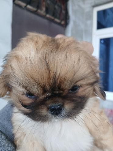 papuqay type 1: Pekines, 2 ay, Dişi, Ünvandan götürmə — 2
